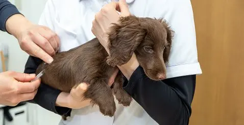 犬が治療を受けている様子